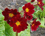 Primula t sarkana
