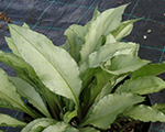 Pulmonaria silverado