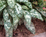 Pulmonaria mrsmoon