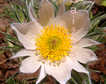 Pulsatilla alba vulgaris