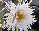 Pulsatilla papageno