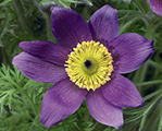 Pulsatilla pinwheelbluevioletshades