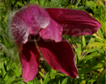 Pulsatilla roteglocke