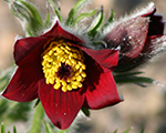 Pulsatilla rubra