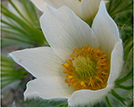 Pulsatilla pinwheelwhite