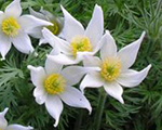 Pulsatilla whiteswan