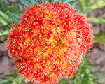 Rhodiola kirilowii var rubrum