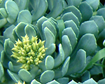 Rhodiola rosea