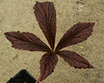 Rodgersia bronzepeacock