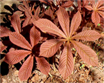 Rodgersia aesculifolia sarkanlapu