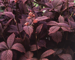 Rodgersia chocolatewings