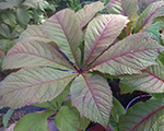 Rodgersia podophila