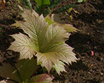 Rodgersia podophila rotlaub