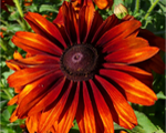 Rudbeckia capuccino