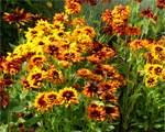 Rudbeckia cherokeesunset