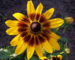 Rudbeckia denverdaisy