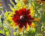 Rudbeckia gloriosadaisy
