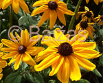 Rudbeckia indiansummer