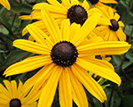 Rudbeckia fulgida littlegoldstar