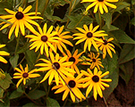 Rudbeckia goldsturm fulgida