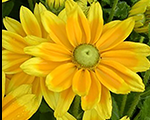 Rudbeckia prairiesun