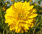 Rudbeckia laciniata goldball