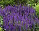 Salvia ostfriesland