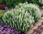 Salvia schneehugel