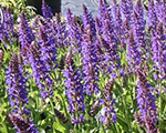 Salvia nemorosa aprilnight