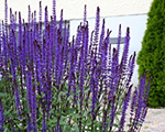Salvia nemorosa caradonna