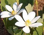 Sanquinaria canadensis