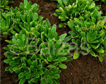 Saxifraga endrjusii