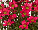 Saxifraga arendsii alpinorose