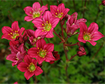 Saxifraga arendsii harderzwerg