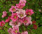 Saxifraga arendsii mildness