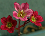Saxifraga arendsii peterpan