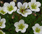 Saxifraga arendsii sneeteppich