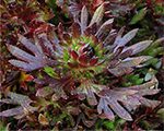 Saxifraga arendsii touranscarlet