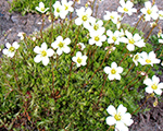 Saxifraga arendsii zema balta