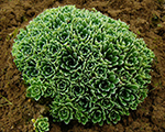 Saxifraga paniculata minutifolia