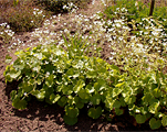 Saxifraga rotundifolia