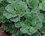 Saxifraga abross