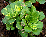 Saxifraga aureopunctata umb