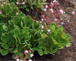 Saxifraga primuloides umbro