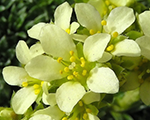 Saxifraga apiculata