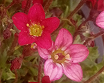 Saxifraga arendsii redcap
