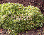 Saxifraga paniculata