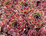 Sepmervivum zilganais