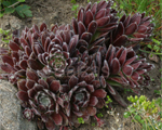 Sempervivum tiikl sark tumsi