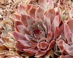 Sempervivum udensroze